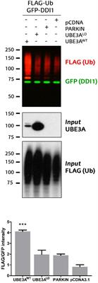 Detailed Dissection of UBE3A-Mediated DDI1 Ubiquitination